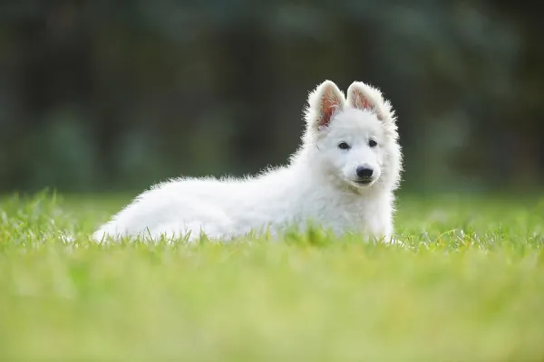 Preparing Your Home for Your New White Shepherd